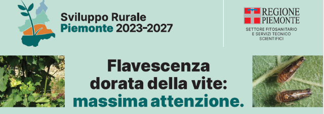 FLAVESCENZA DORATA - Comunicazioni e documentazione 2024 per i comuni viticoli della provincia di ASTI