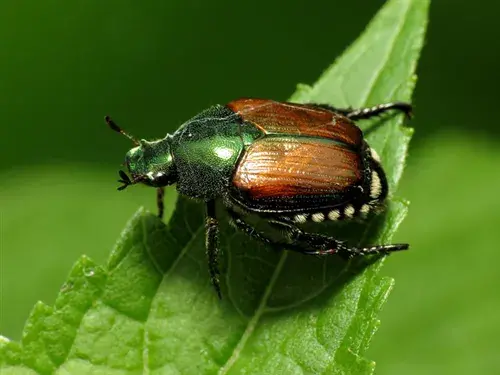 IMPORTANTE: Il coleottero scarabeide del Giappone