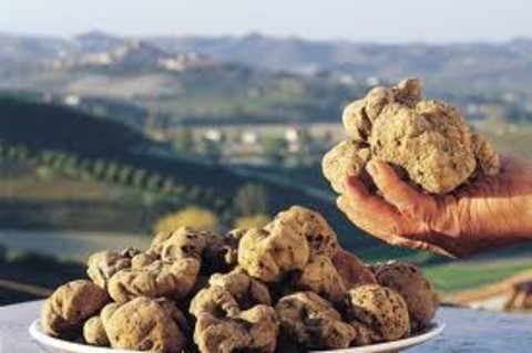 Domande di indennita' per la conservazione del patrimonio tartufigeno regionale - Proroga presentazione al 31/07/2020