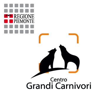 Trasmissione comunicato di informazioni della presenza del lupo sul territorio piemontese