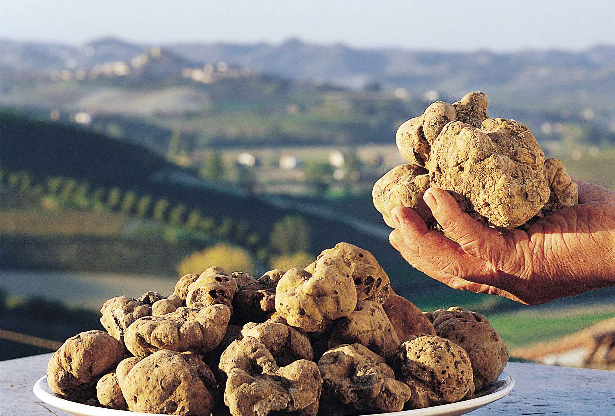 Svolgimento dell’attività di ricerca del tartufo sul territorio regionale a seguito del DPCM 3 novembre 2020 e dell’Ordinanza del Ministro della Salute del 4 novembre 2020