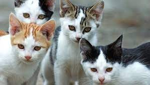 Campagna di sterilizzazione colonie feline